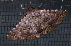 Diatenes aglossoides