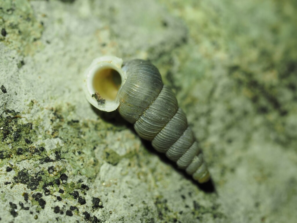Cochlostoma simrothi
