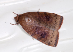 Austrocarea iocephala