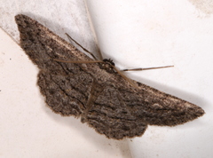 Boarmia suasaria