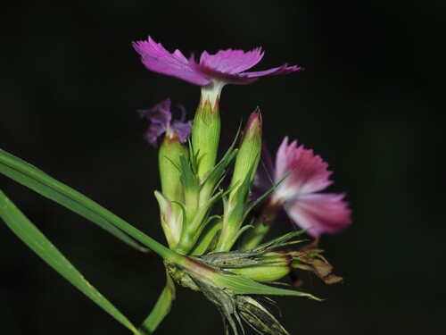 Balbis' Pink (Dianthus balbisii)