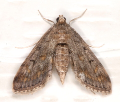 Parapoynx crisonalis