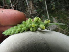 Gomphichis
