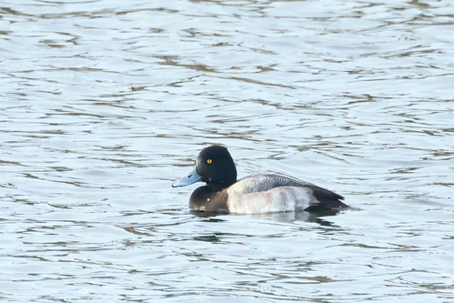 Porrón bola (Aythya affinis)