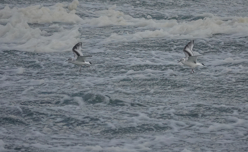 Little Gull, Botlek, Rotterdam, Nederland, photo 9 of 10
