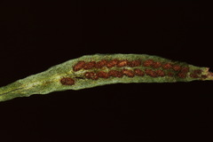 Notogrammitis patagonica