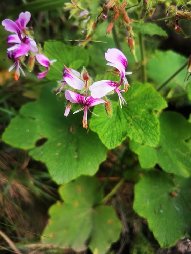 Pelargonium papilionaceum, photograph 2