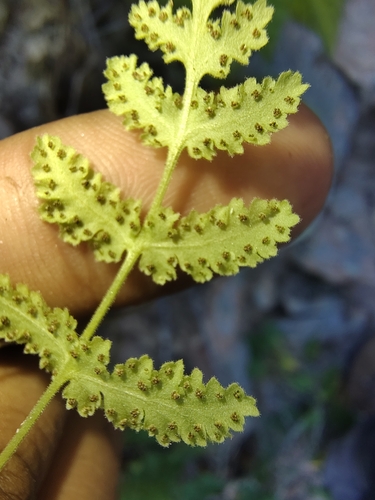 Cochise woodsia (Woodsia cochisensis)