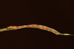 Notogrammitis patagonica