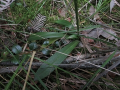 Gomphichis