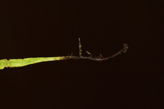 Notogrammitis patagonica