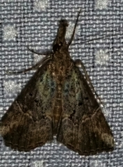 Hypena minualis