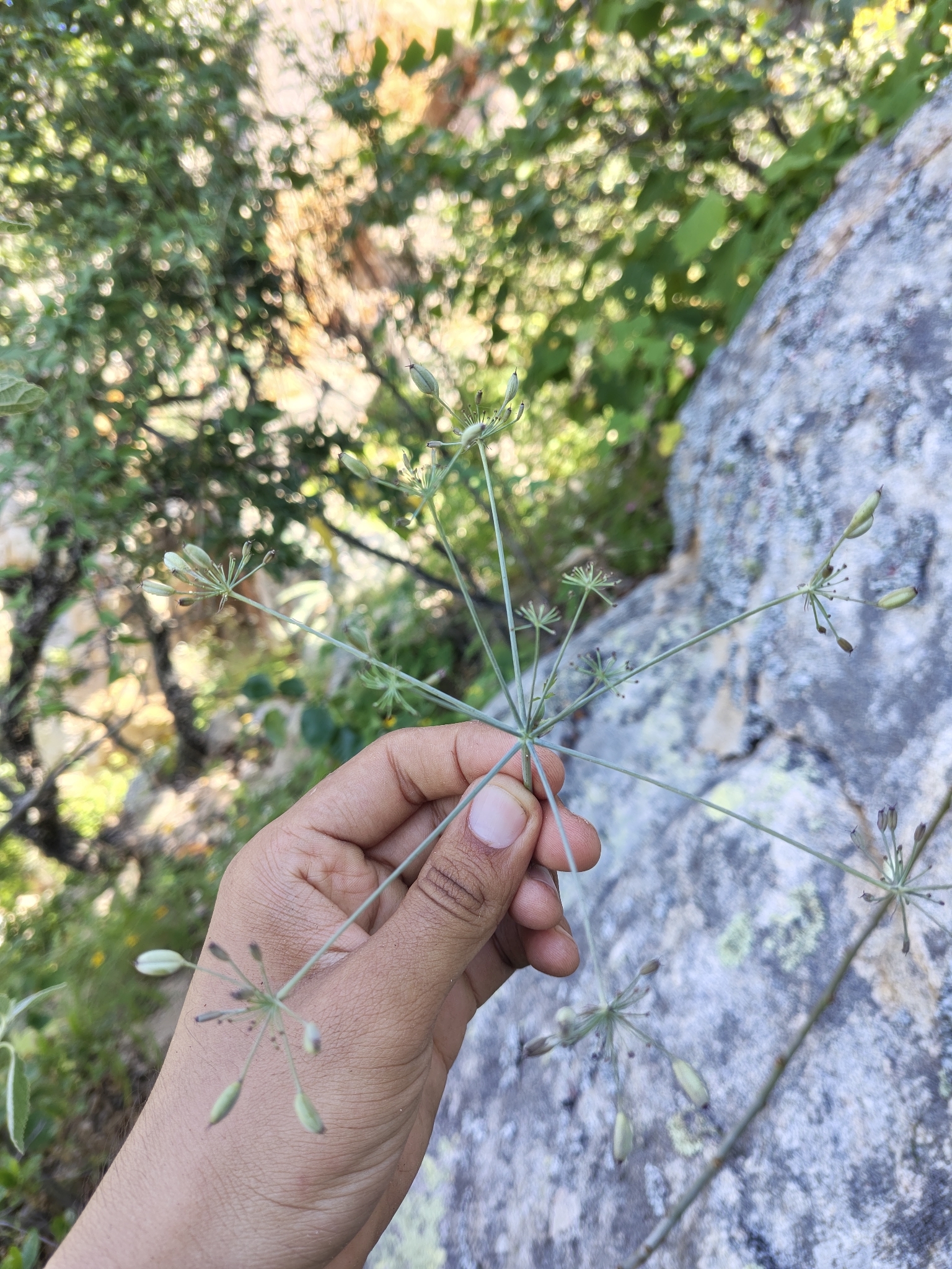 Arracacia brandegeei