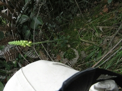 Gomphichis