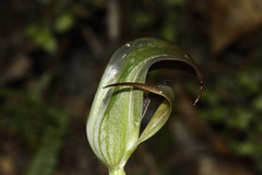 Pterostylis areolata
