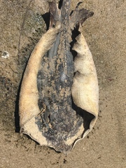 Hemitrygon fluviorum