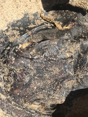 Hemitrygon fluviorum