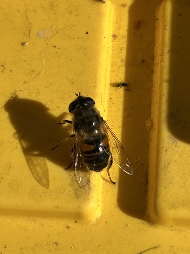 Unknown species found near Hixon Forest, La Crosse, WI, US