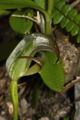 Pterostylis areolata