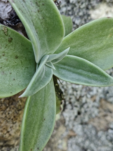 Dudleya nubigena
