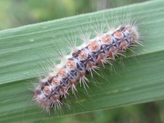 Balataea octomaculata