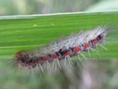 Balataea octomaculata