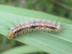Balataea octomaculata