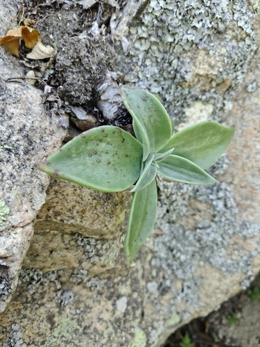 Dudleya nubigena