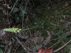 Gomphichis
