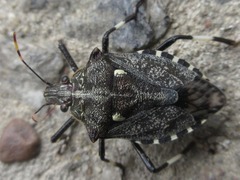 Dalpada cinctipes