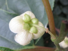 Actinidia arguta