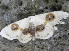 Problepsis diazoma