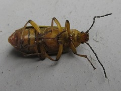 Cteniopinus hypocrita