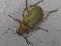 Cteniopinus hypocrita