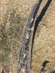 Hemitrygon fluviorum