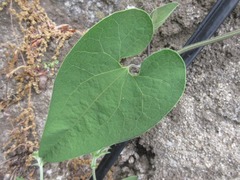 Aristolochia contorta