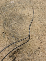 Hemitrygon fluviorum