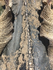 Hemitrygon fluviorum