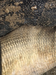 Hemitrygon fluviorum