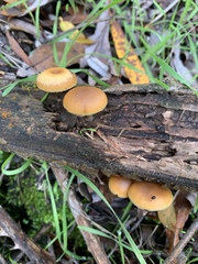 Galerina