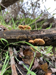 Galerina