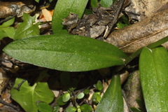 Pterostylis areolata