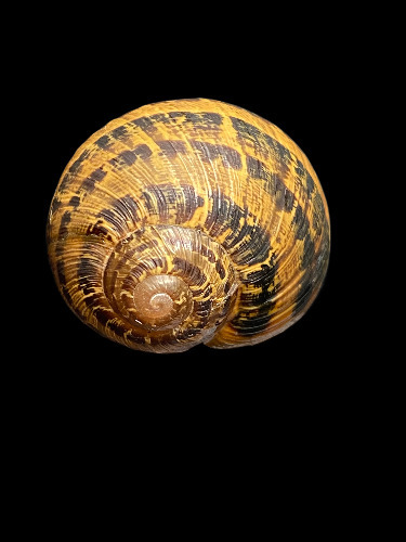 Cornu aspersum