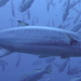 Shark Mackerel - Photo (c) John Sear, some rights reserved (CC BY-NC), uploaded by John Sear