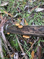 Galerina