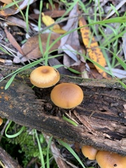 Galerina