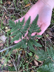 Pentagramma triangularis