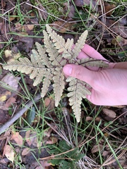 Pentagramma triangularis