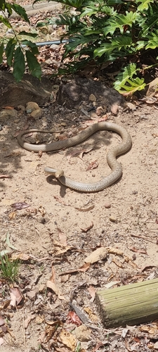 Eastern Brown Snake sighting