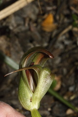 Pterostylis areolata
